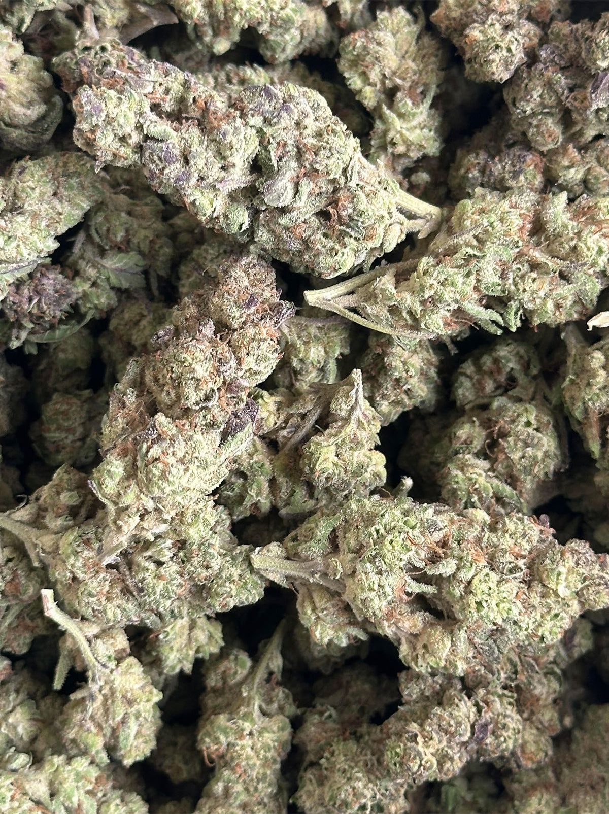ACAI BERRY GELATO INDICA - BIG BUDS