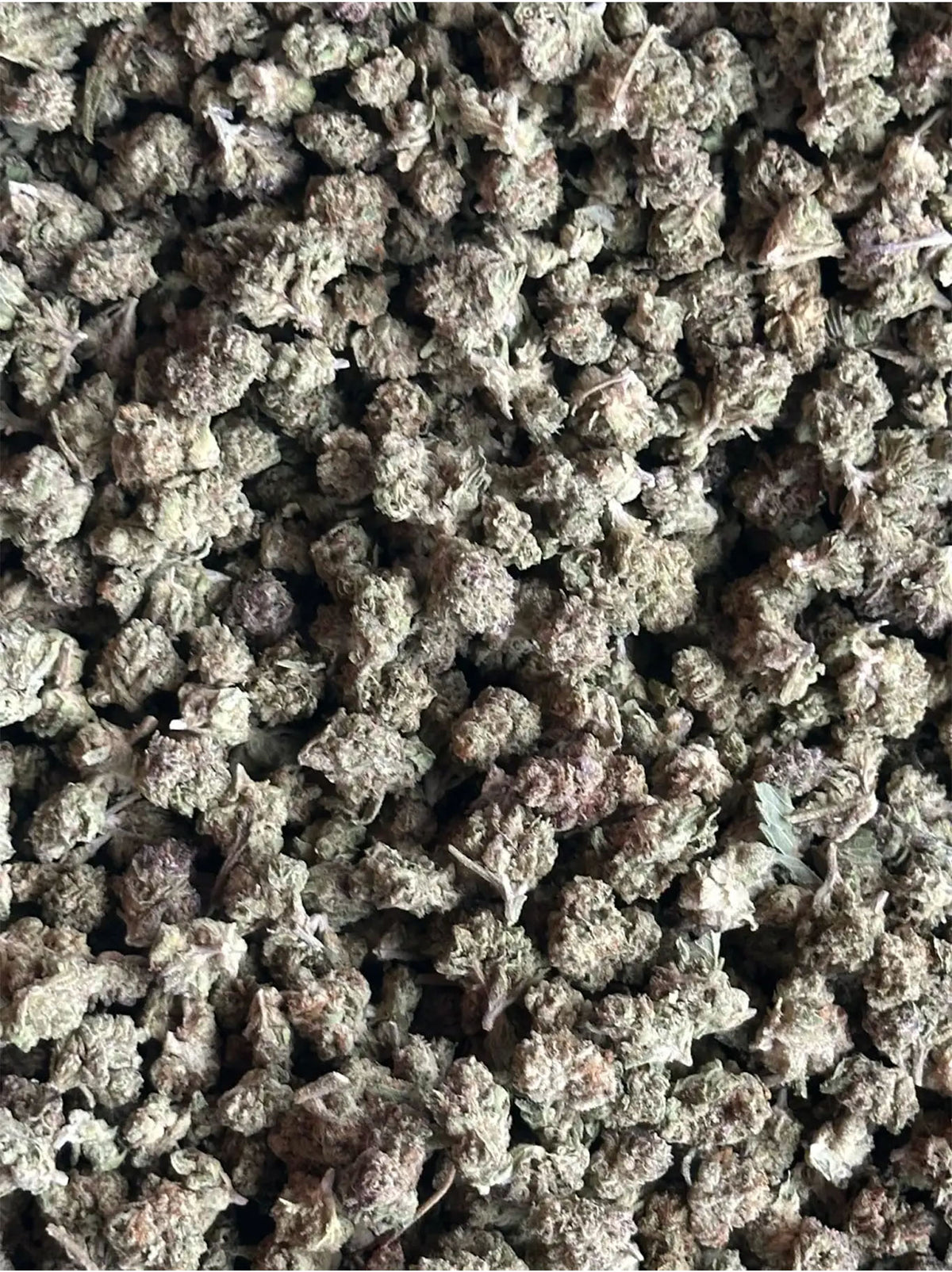 ACAI BERRY INDICA - SMALL BUDS