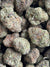 COSMIC DEBRIS SATIVA - EXOTIC