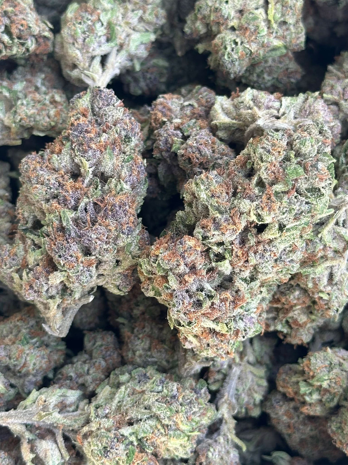 CRITICAL KUSH INDICA - BIG BUDS