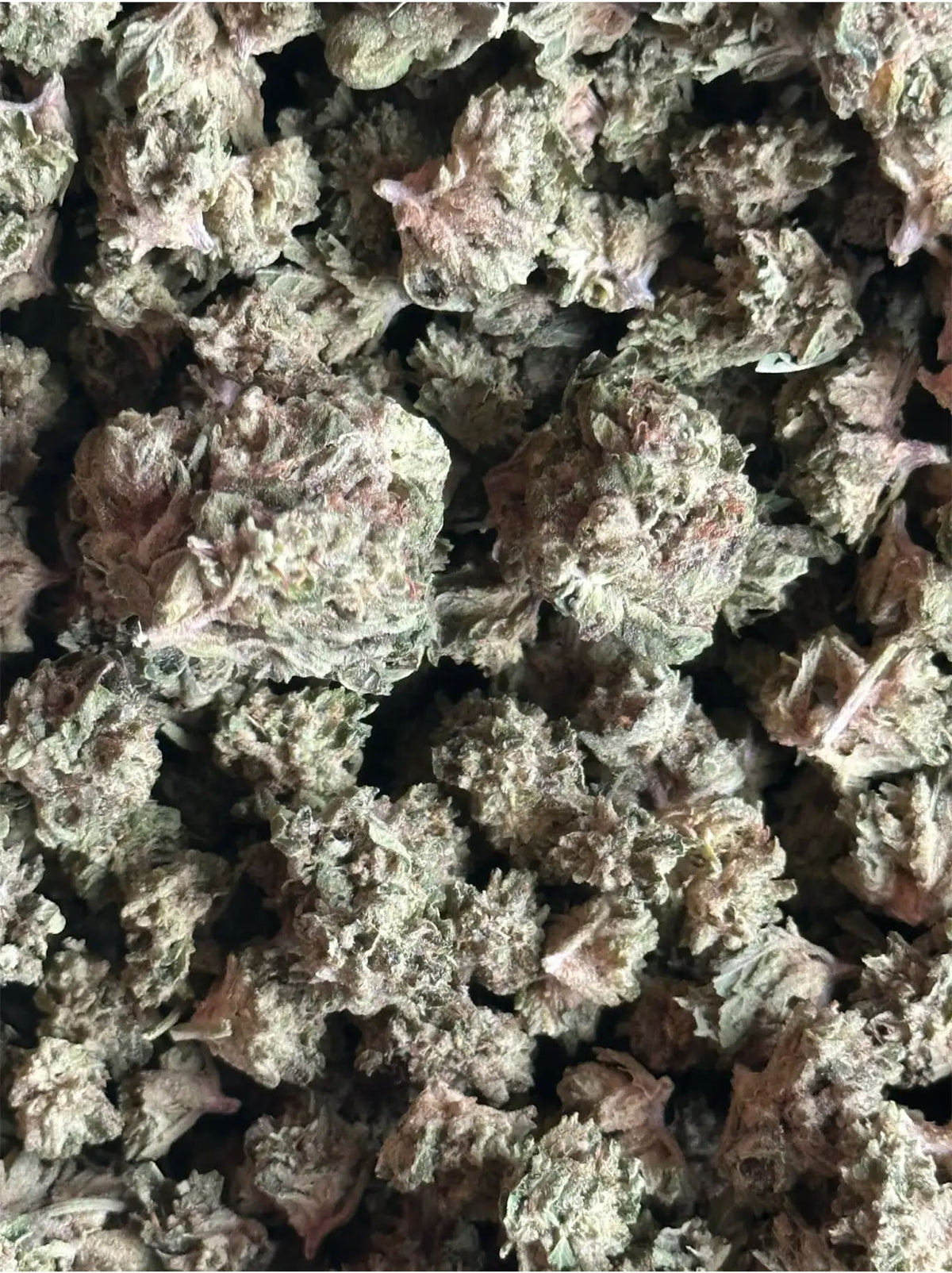 JEALOUSY INDICA - SMALL BUDS