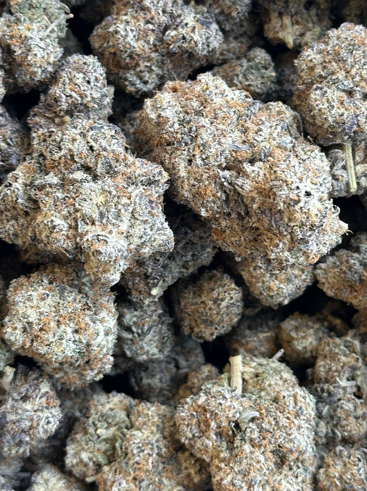 JOKER CANDY INDICA - EXOTIC