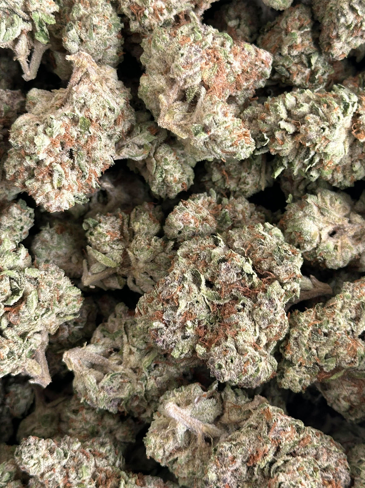 PACIFIC PUNCH INDICA - BIG BUDS